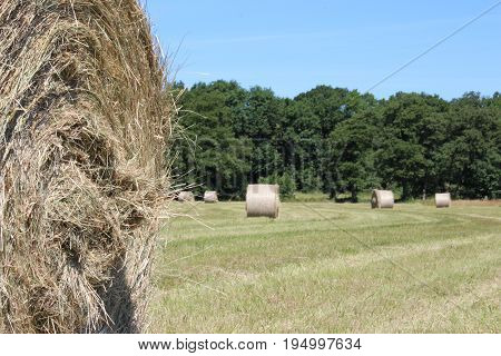 Hay bales on meadow in summer with blue sky with flowers and village