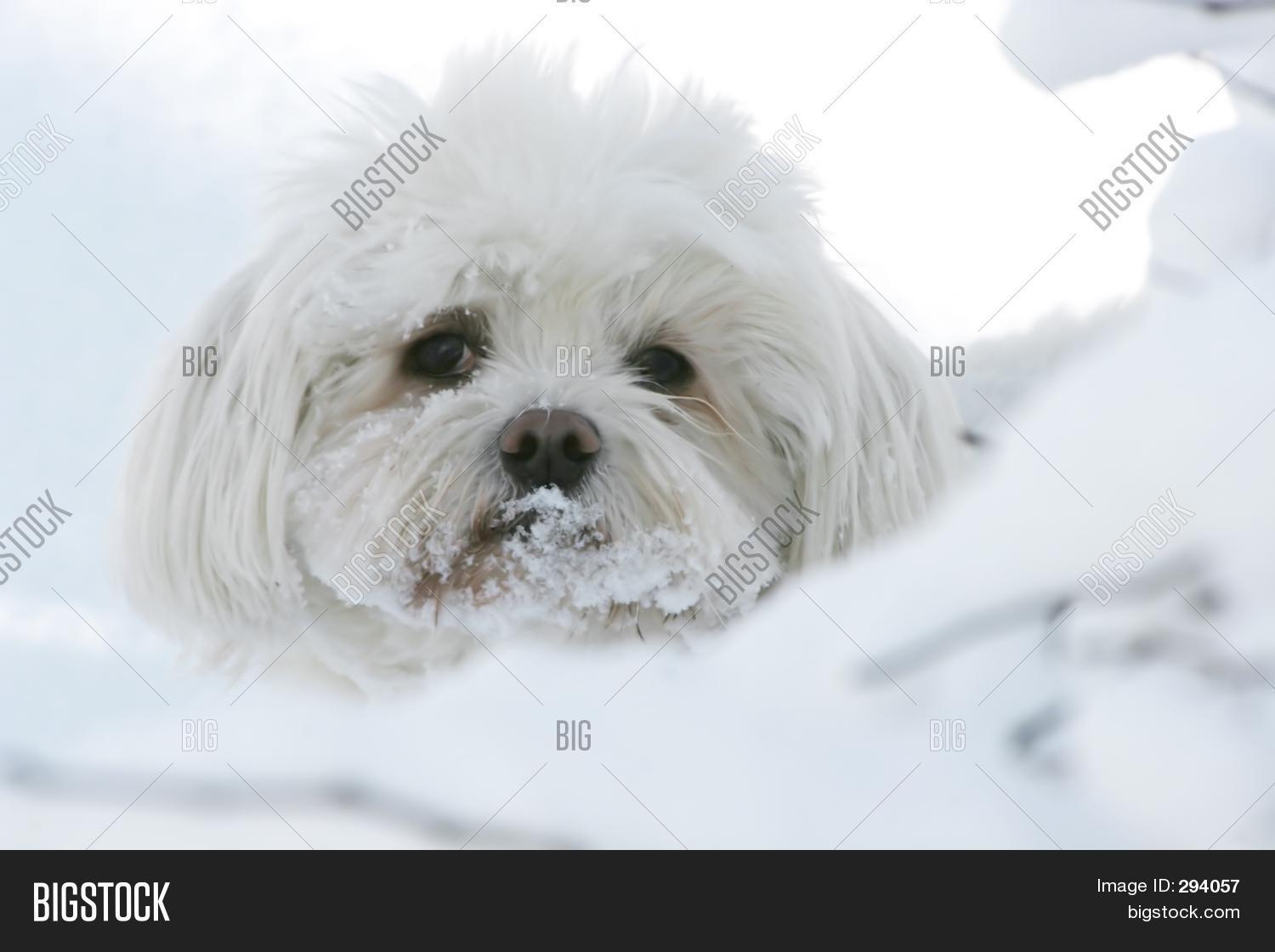 Maltese Dog Snow Image & Photo (Free Trial) Bigstock
