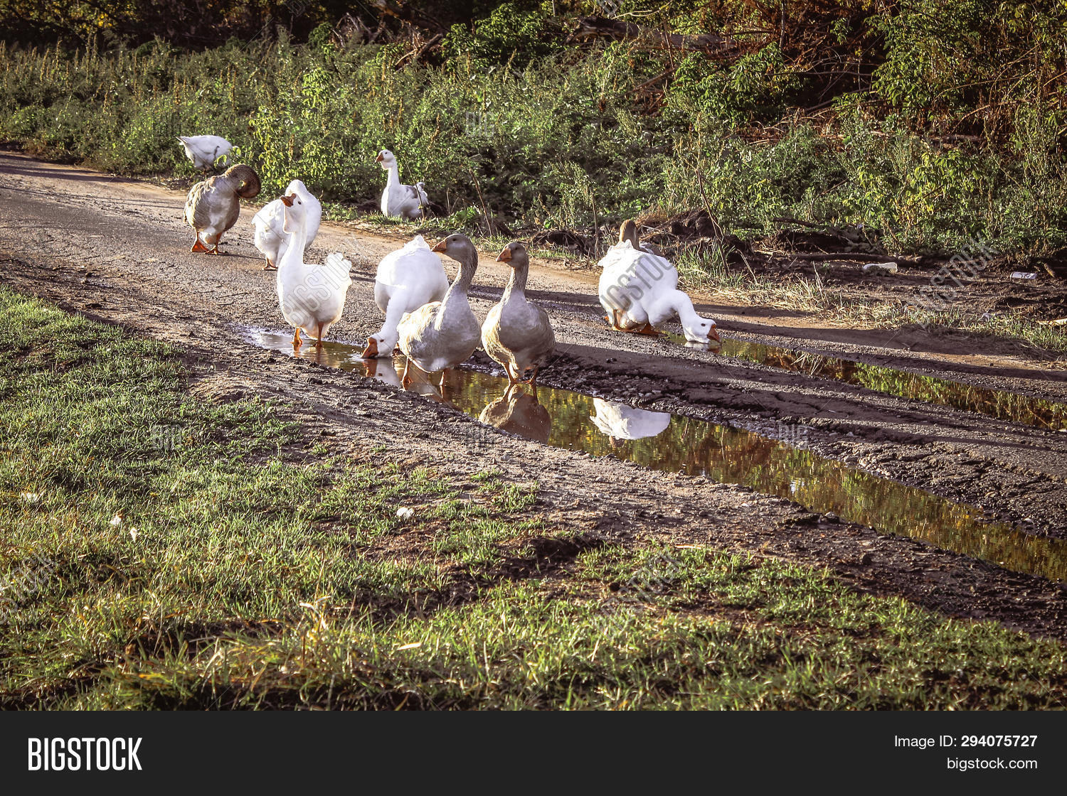 и дорогу гуси переходят. гуси в деревне. пасти гусей. гуси переходят дорогу в деревне. гуси на дороге.