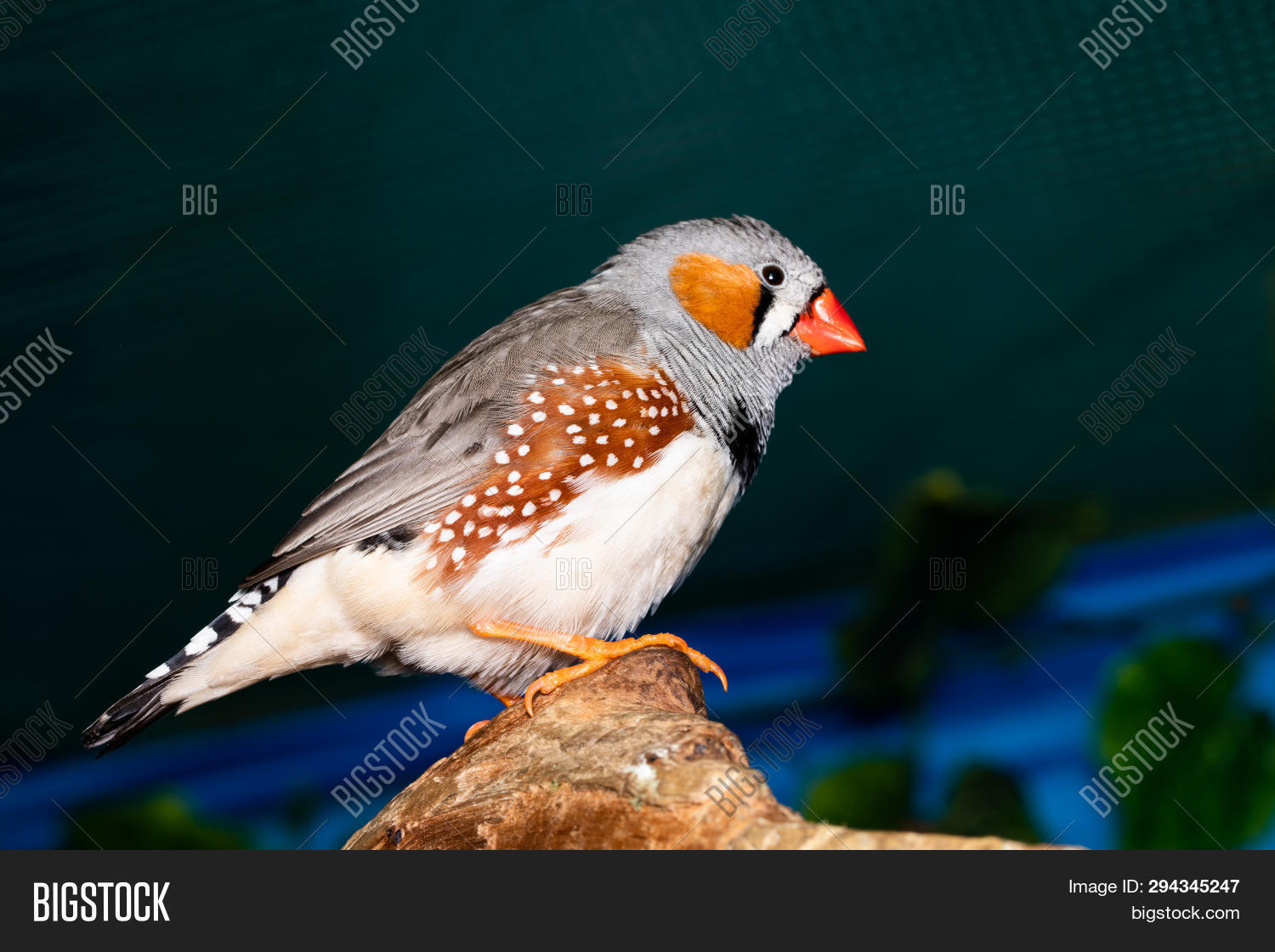 Beautiful Bird, Zebra Image & Photo (Free Trial) | Bigstock