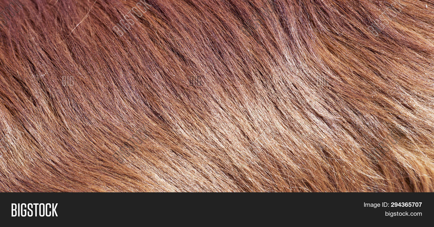 Web Banner Brown Dog Image Photo Free Trial Bigstock