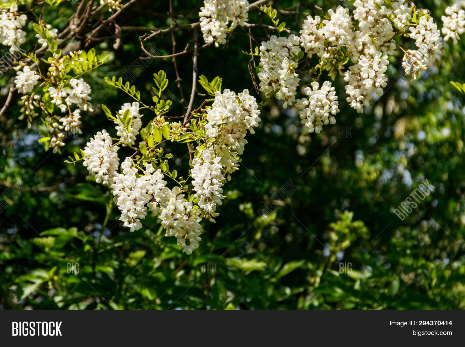 White Acacia Flower Image & Photo (Free Trial) Bigstock