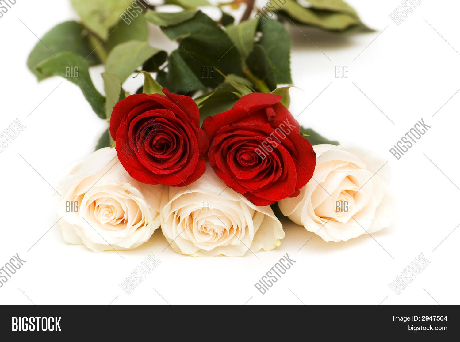 5 Little Roses Five Roses Isolated On Image & Photo (Free Trial) | Bigstock