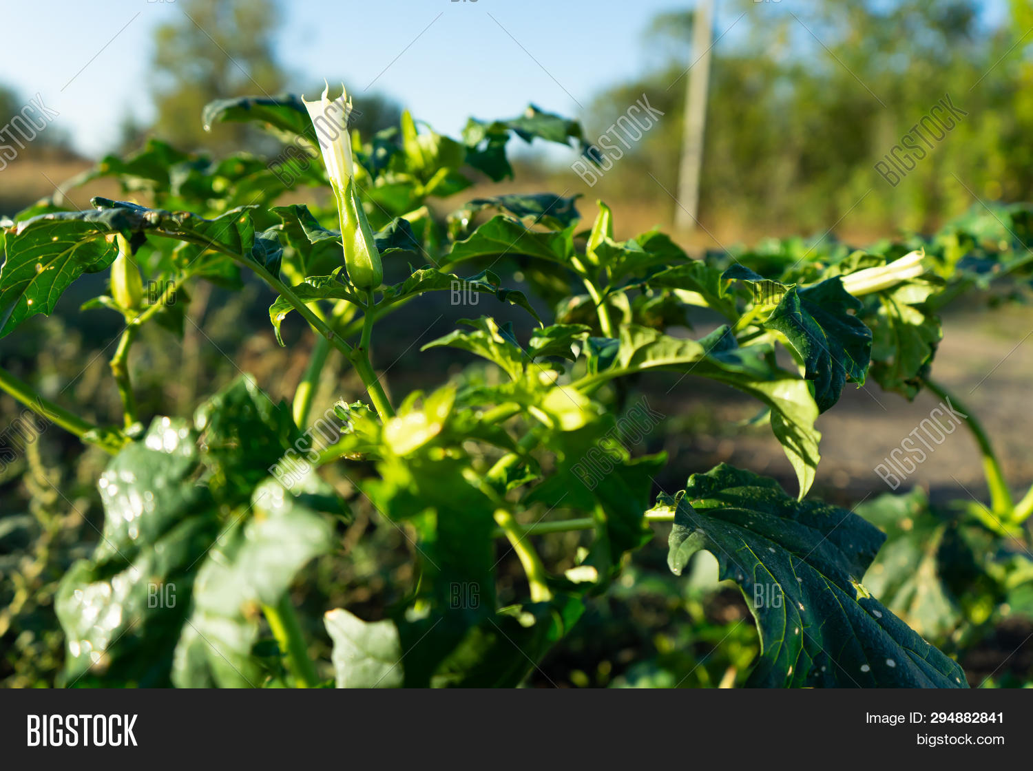 Plants Datura. Showing Image & Photo (Free Trial) | Bigstock