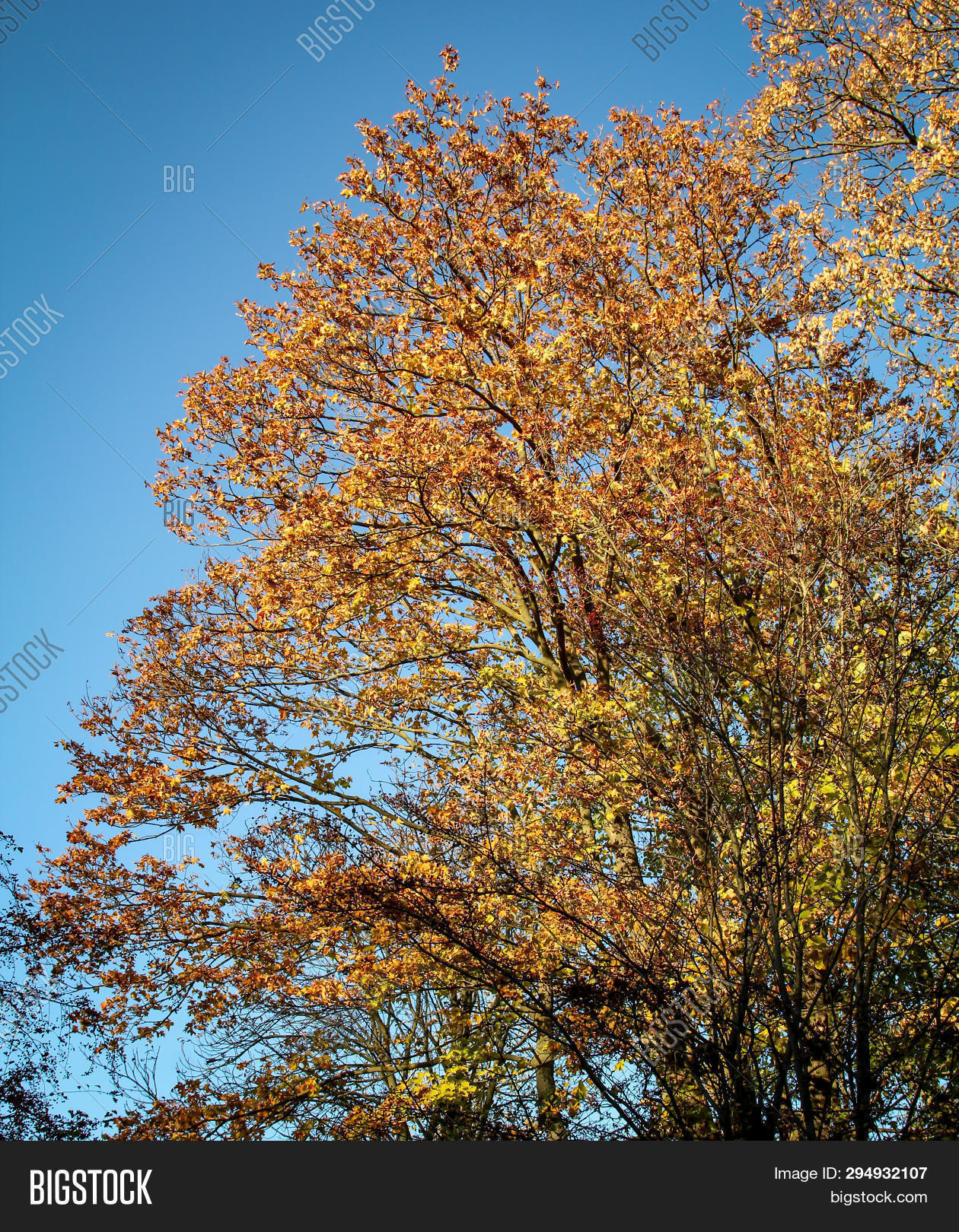 Trees Colored Most Image & Photo (Free Trial) | Bigstock