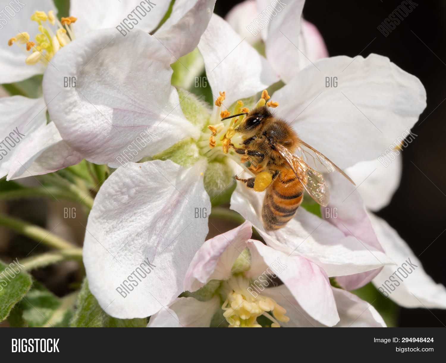 Bee Collecting Nectar Image & Photo (Free Trial) Bigstock