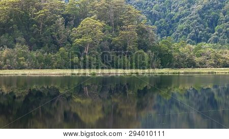 Rainforest Tree And Gordon River In Tasmania