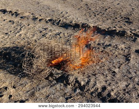Burning Tumbleweed At Aralcum Desert As A Bed Of Former Aral Sea At Karakalpakstan, Uzbekistan