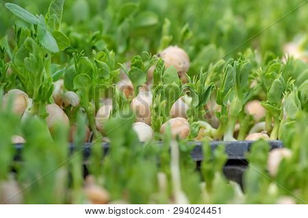 Micro Green Of Peas