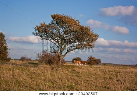 Nos podemos ocultar detrás de este árbol