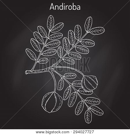 Andiroba Carapa Guianensis , Medicinal Plant. Hand Drawn Botanical Vector Illustration