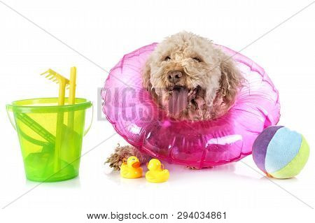 Lagotto Romagnolo In Front Of White Background