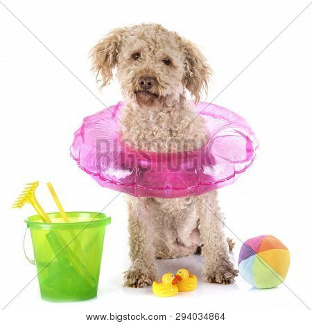 Lagotto Romagnolo In Front Of White Background