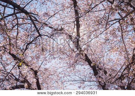 Beautiful Japanese Sakura Cherry Blossom Trees During Spring In Tokyo.