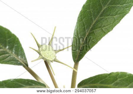 Dorstenia Foetida Flowering, Close Up Shot, Local Focus
