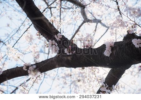Beautiful Japanese Sakura Cherry Blossom Trees During Spring In Tokyo.