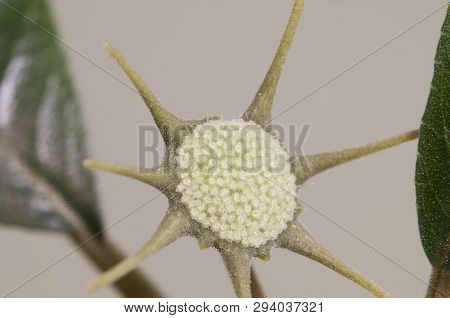 Dorstenia Foetida Flowering, Close Up Shot, Local Focus