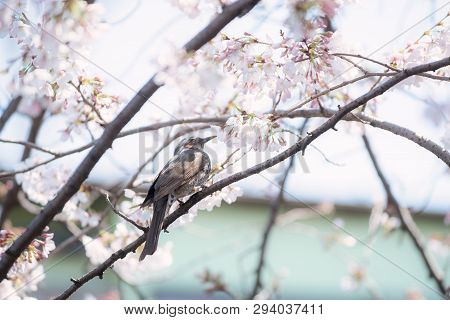 A Starling Bird Alone In The Cherry Blossoms In Tokyo.