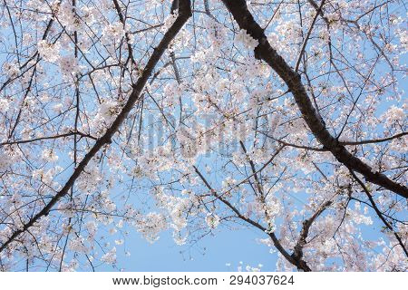 Beautiful Japanese Sakura Cherry Blossom Trees During Spring In Tokyo.