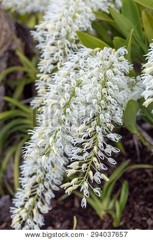 Dendrobium Speciosum Group Of Small White Flowers In Bloom, Orchid Flowers