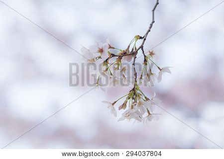 Beautiful Japanese Sakura Cherry Blossom Trees During Spring In Tokyo.