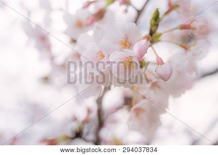Beautiful Japanese Sakura Cherry Blossom Trees During Spring In Tokyo.