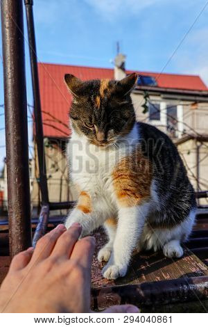 Playful Kitten Sitting On Carriage And Playing With My Hand. Colourful Cat Watchs Carefully A Human 