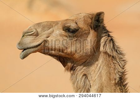 Close-up portrait of a one-humped camel (Camelus dromedarius), Arabian Peninsula