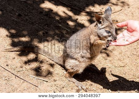 Kangaroo Wallaby (macropodidae) Eatting Food From Human Hands. Australia, Kangaroo Island