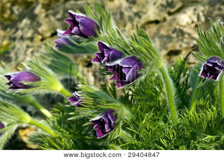 Anemone