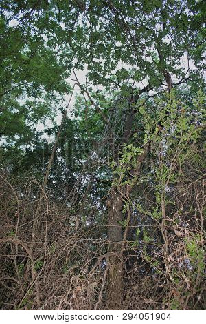 Dense Forest Next To The Agios Nikolaos Park Naousa Greece