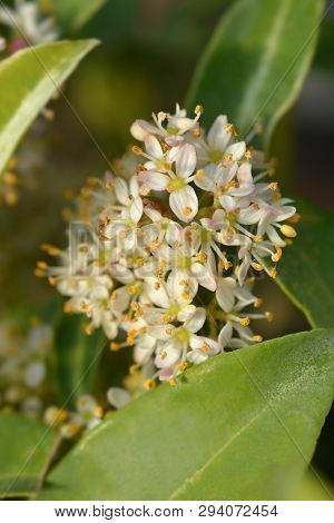 Skimmia Marlot - Latin Name - Skimmia Japonica Marlot