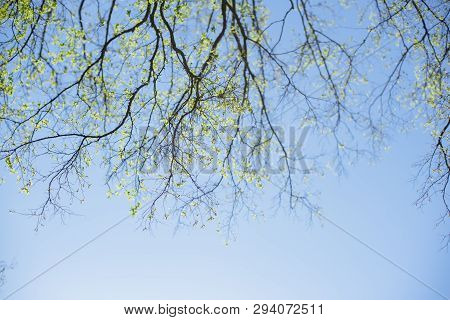 Thin Spring Twigs Of A Tree Against A Blue Sky.