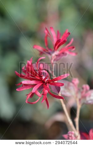 Chinese Fringe Flower Ever Red - Latin Name - Loropetalum Chinense Ever Red (loropetalum Chinense Ch