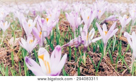 Saffron Flowers With A Beautiful View In Background