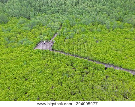 Bird Eye View By Drone Of The Indian Mangrove Forest With A Couple Photographing On Wooden Boardwalk