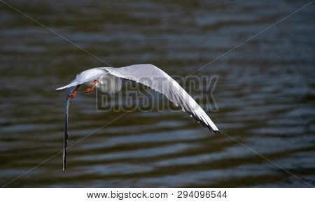 The Rear Of A Black Headed Gull As It Flies Away Over The Water Of The River Thames In Reading