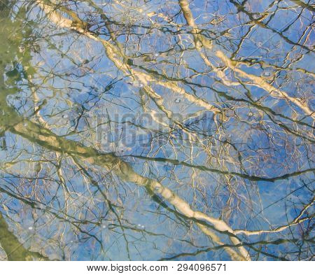 A Tree Reflected In The Water Of The River Kennet