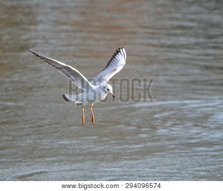 A Black Headed Gull In Winter Plumage Flying Over The River Thames