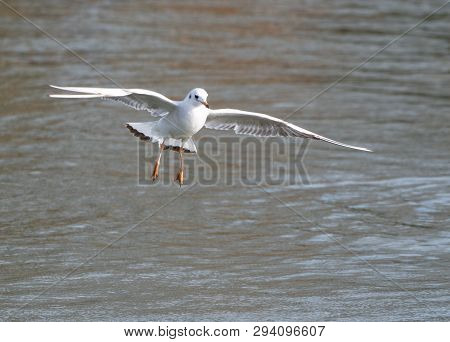 A Black Headed Gull In Winter Plumage Flying Over The River Thames