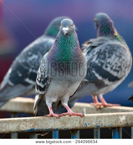 A Pigeon Perched On A Metal Fence With Two Of His Flock Behind Him