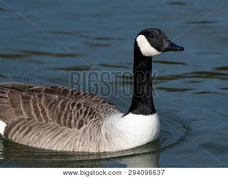 A Canada Goose Swimming On The Waters Of The River Thames