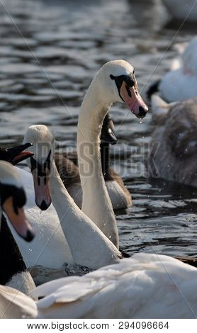 A Mute Swan With Water Dripping From Its Beak After Drinking On The River Thames