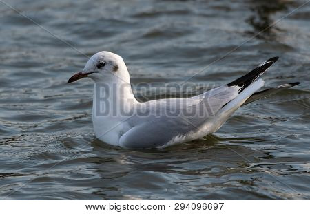 A Black Headed Gull In Winter Plumage Swimming On The River Thames