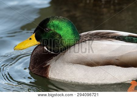 A Close Up Of A Mallard Swimming On The River Thames