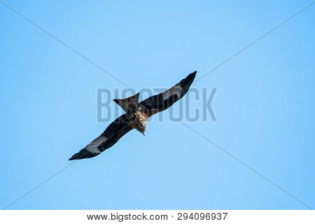 Red Kite Over Reading