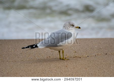 A Ring -billed Gull Standing On The Beach Of The New Jersey Atlantic Ocean Coast