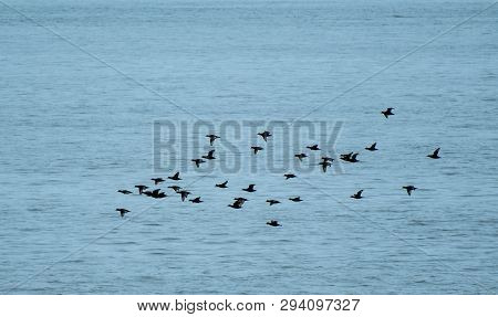 A Flock Of Black Scoters Flying Over The Waters Of The Atlantic Ocean Of The New Jersey Coast