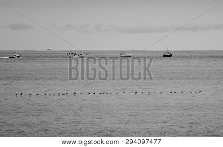 Black And White Image Of A Flock Of Black Scoters Flying Past Boats On The Waters Of The Atlantic Oc