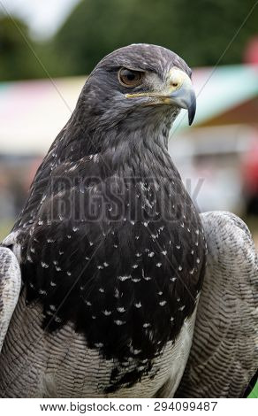Chilean Blue Eagle